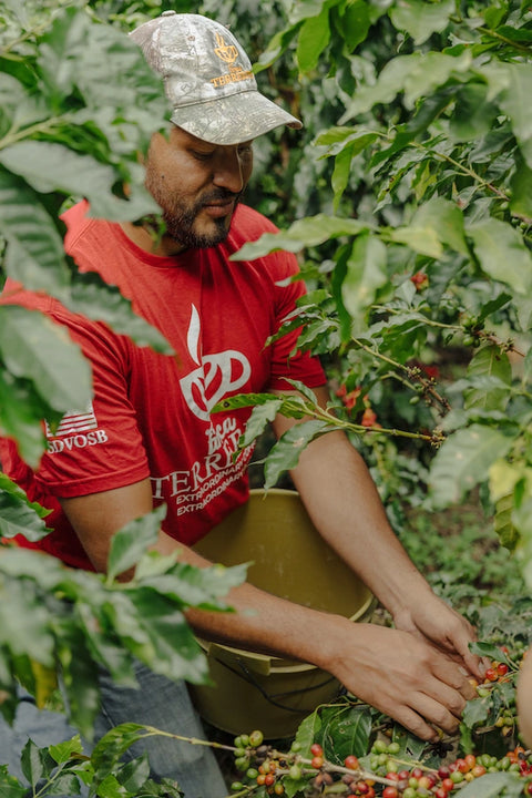 Coffee producer harvesting ripe coffee cherries at Finca Terrerito Honduras