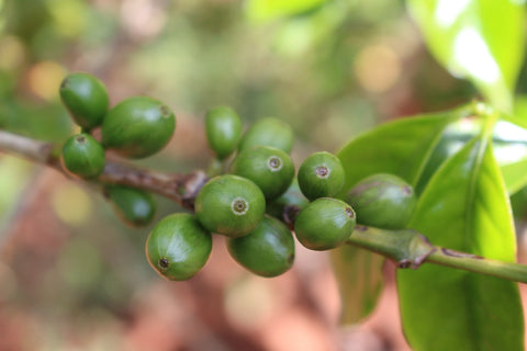 Coffee cherries ripening on trees at Gachatha Factory farms in Nyeri Kenya