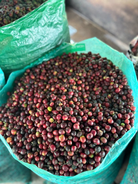 Freshly harvested coffee cherries from the Marin Family farm in Jaén Peru