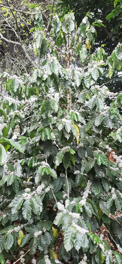 El Salvador Finca El Guayabo Honey