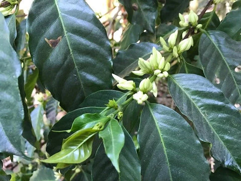 Caturra coffee plant growing at 1550–2100 masl in Atitlan Guatemala