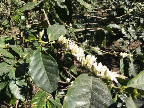 Coffee plant used in light roast espresso blend