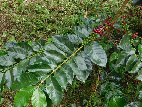 Coffee farm landscape in Sasaima Colombia at 1520 masl