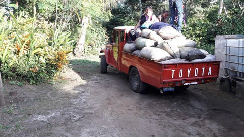 Coffee harvest transport at Finca Alicia farm