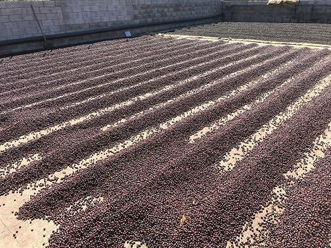 Coffee drying rows for specialty espresso blend