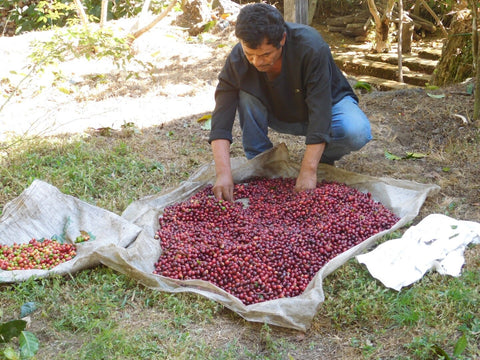 Sorting freshly harvested coffee cherries