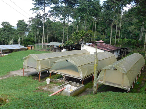Specialty nano lot coffee drying on raised beds in Colombia