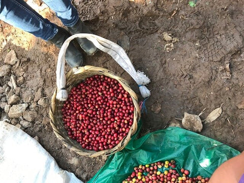 Fresh harvested coffee cherries for espresso blend