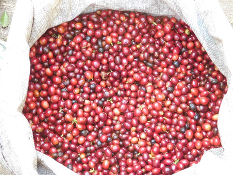 Fresh red coffee cherries close-up