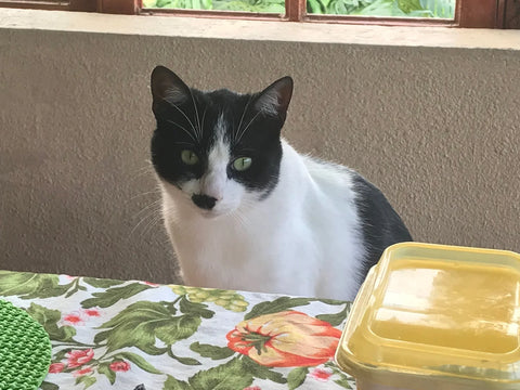 Farm cat at Finca San Jorge Colombia