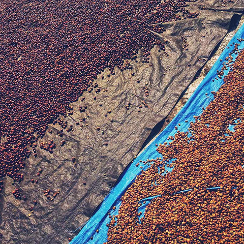 Bali Kintamani coffee beans drying on tarps at Madiri Mill