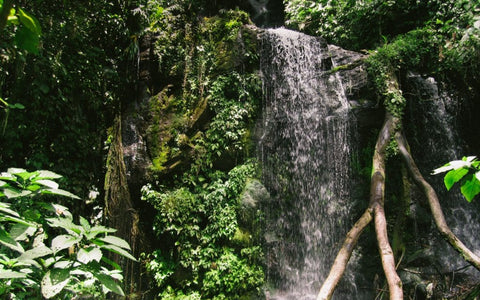 Waterfall and rainforest environment surrounding Aquiares Coffee Farm in Costa Rica