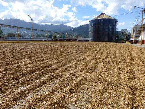 Coffee farm landscape in Tarrazu Costa Rica near San Diego farm