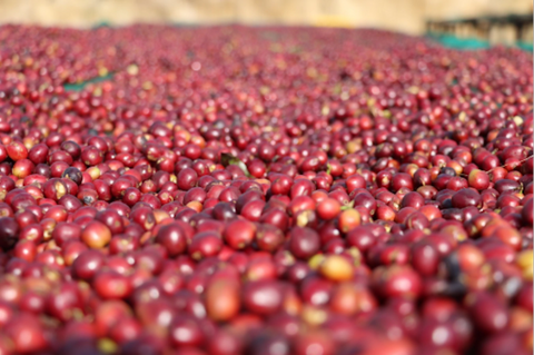 Ripe coffee cherries from Ethiopia Guji coffee farms supplying Danbi Udo Station