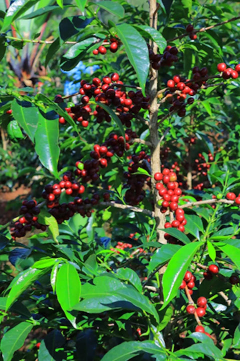 Ripe coffee cherries at Chelchele Washing Station in Yirgacheffe Ethiopia