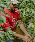 Coffee producer harvesting ripe coffee cherries at Finca Terrerito Honduras