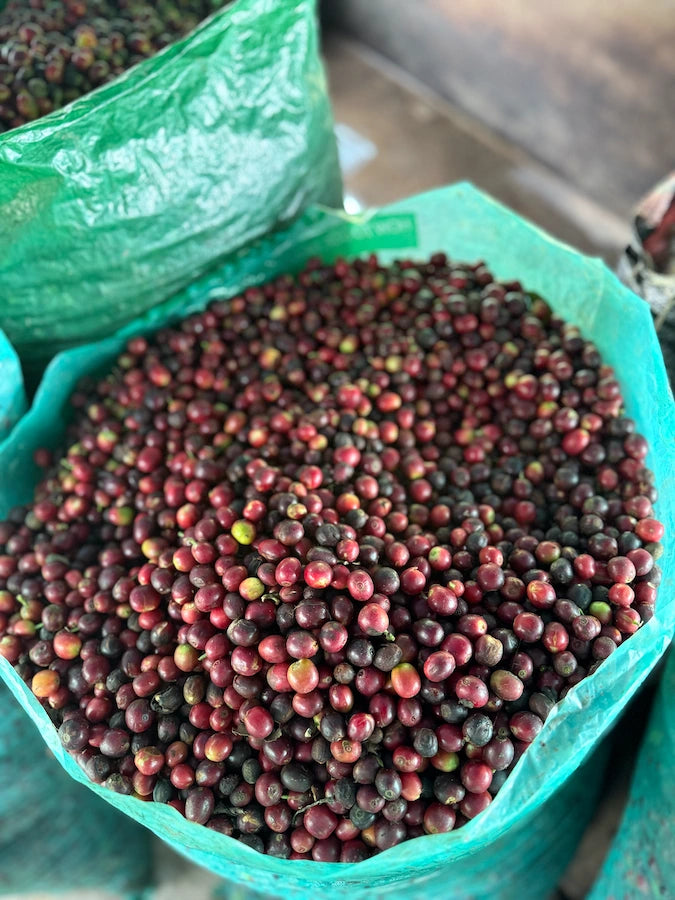 Freshly harvested coffee cherries from the Marin Family farm in Jaén Peru