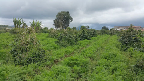 Coffee farm in Kintamani Bali with coffee plants and surrounding landscape