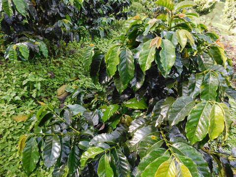 Coffee plant with ripe coffee cherries