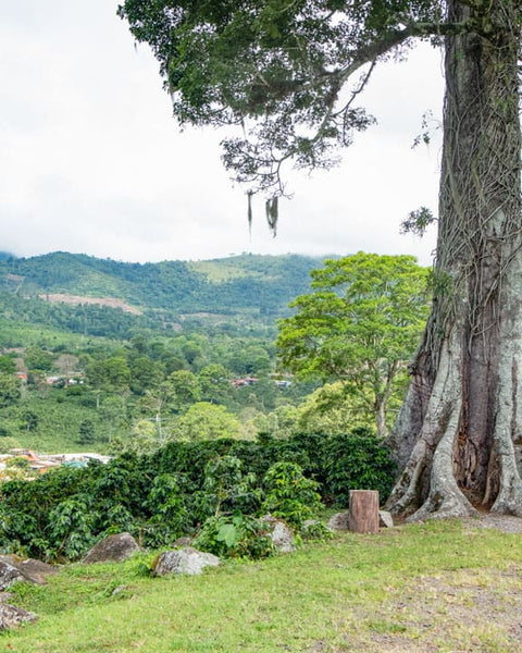 Coffee-growing landscape at Aquiares Farm near Turrialba Volcano Costa Rica