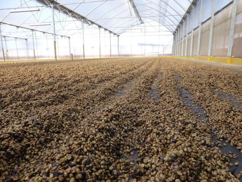 Natural processed coffee drying on raised beds in Costa Rica Tarrazu