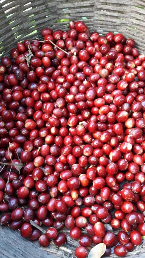 Pacamara coffee cherries from Finca Alicia in Santa Ana El Salvador