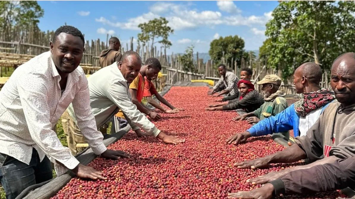 Ethiopian farmers hand-sorting ripe red coffee cherries at Yutute Kokose washing station