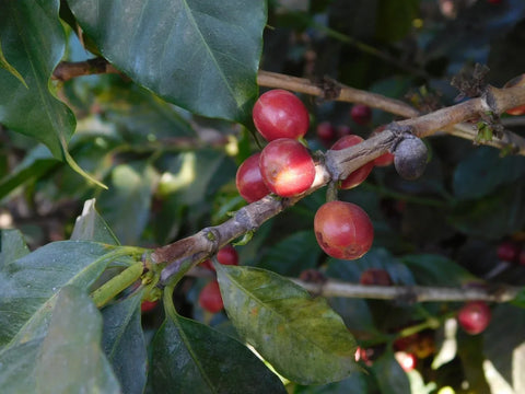 Marsellesa coffee cherries at Finca Santa Ines in Antigua Guatemala