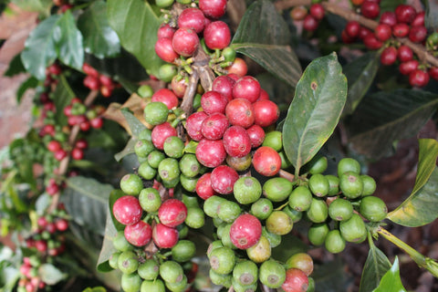 Ripe coffee cherries grown by Gachatha cooperative farmers in Nyeri Kenya