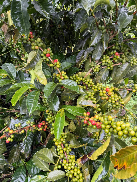 Ripe coffee cherries growing on coffee trees in Jaén Peru