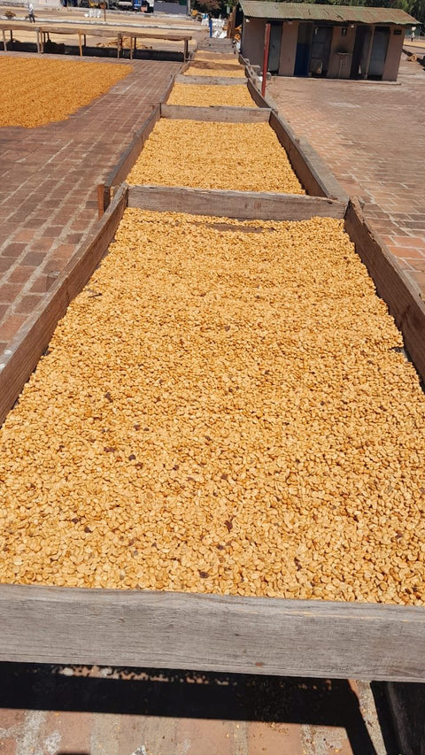 Coffee beans drying on raised drying beds