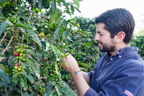 Coffee producer inspecting coffee cherries at Aquiares Farm Costa Rica
