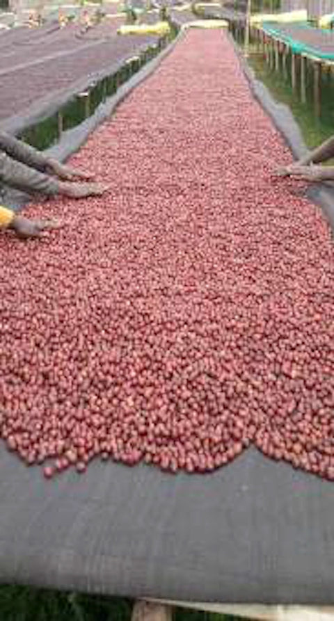 Grade 1 Ethiopia Guji coffee cherries drying during natural processing