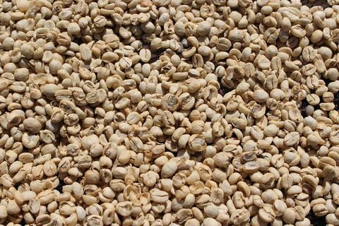 Washed coffee parchment drying after processing at Gachatha Factory Kenya
