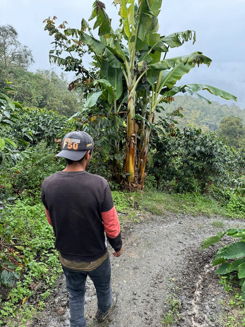 Coffee farmer overlooking high-elevation coffee farms in Jaén Peru