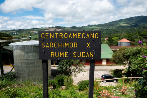 Centroamericano H1 coffee variety grown at Aquiares Farm Costa Rica