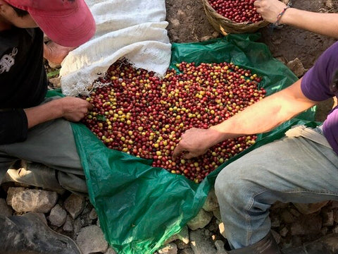Coffee cherries used in specialty espresso blend