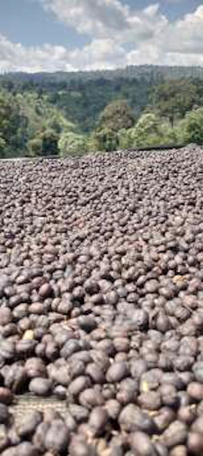 High-elevation coffee farms in the Guji region of Ethiopia