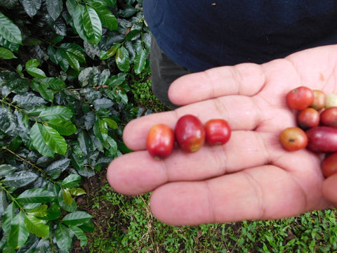 Freshly picked red coffee cherries in hand