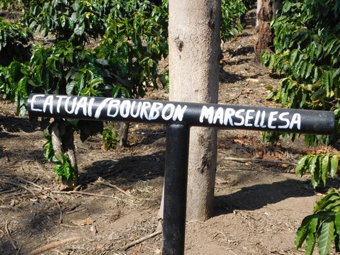 Marsellesa coffee plot at Finca Santa Ines Antigua Guatemala