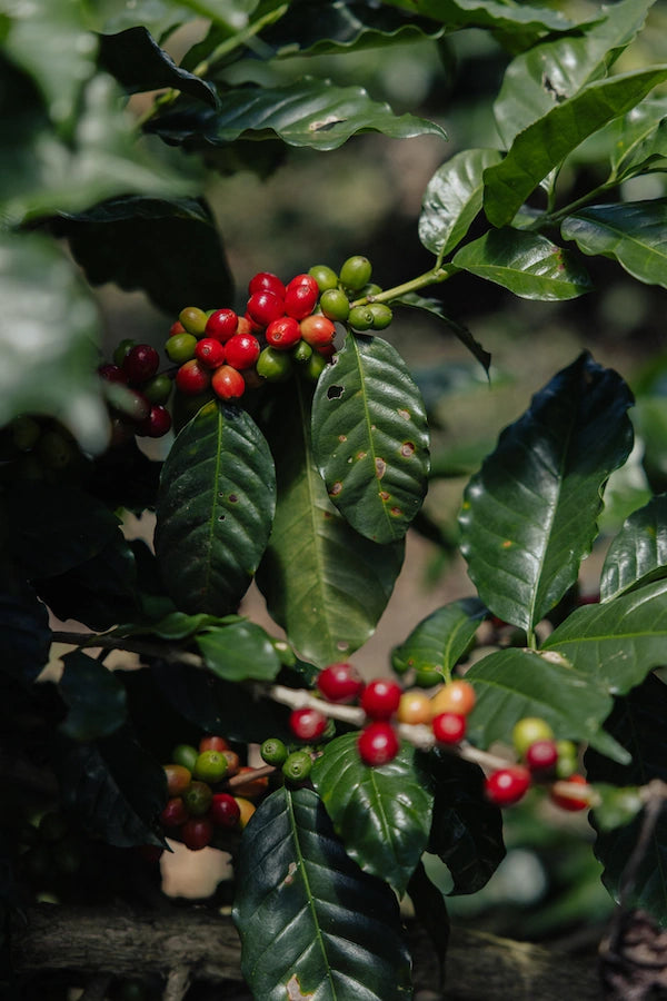 Ripe coffee cherries growing at Finca Terrerito in Honduras