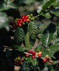 Ripe coffee cherries growing at Finca Terrerito in Honduras
