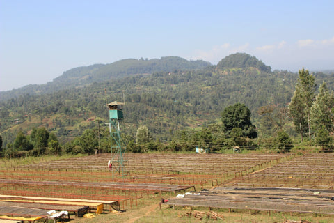 Coffee-growing landscape in Nyeri Kenya near Gachatha Factory