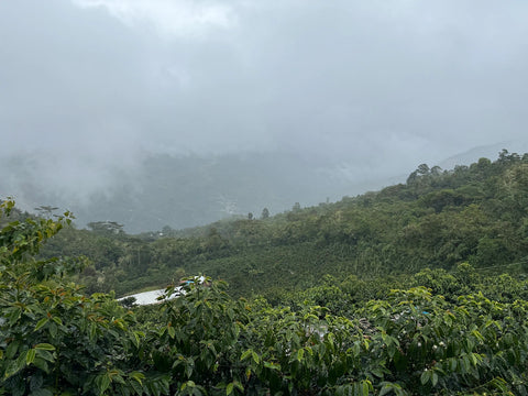 Mountain coffee-growing region in Jaén Peru
