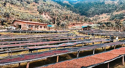 Coffee drying on raised beds at Kinini washing station Rwanda
