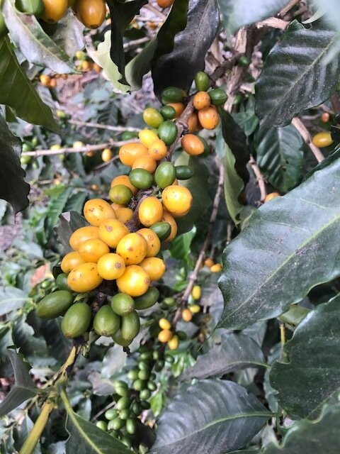 Yellow coffee cherries used in specialty espresso blend