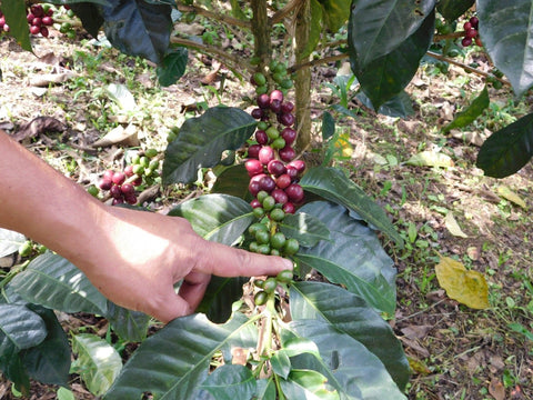 Coffee farmer harvesting ripe coffee cherries