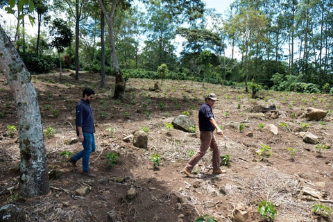 Coffee cultivation area at Aquiares Farm in Costa Rica