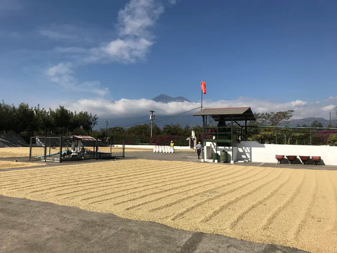 Coffee drying patio at Finca Santa Ines in Antigua