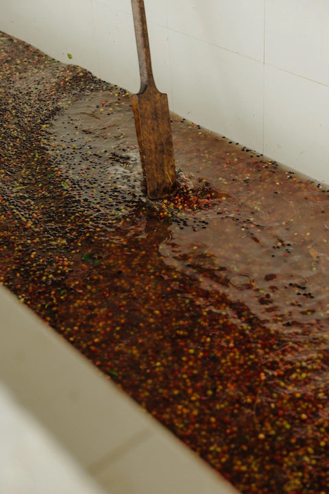 Coffee processing and washing at Finca Terrerito